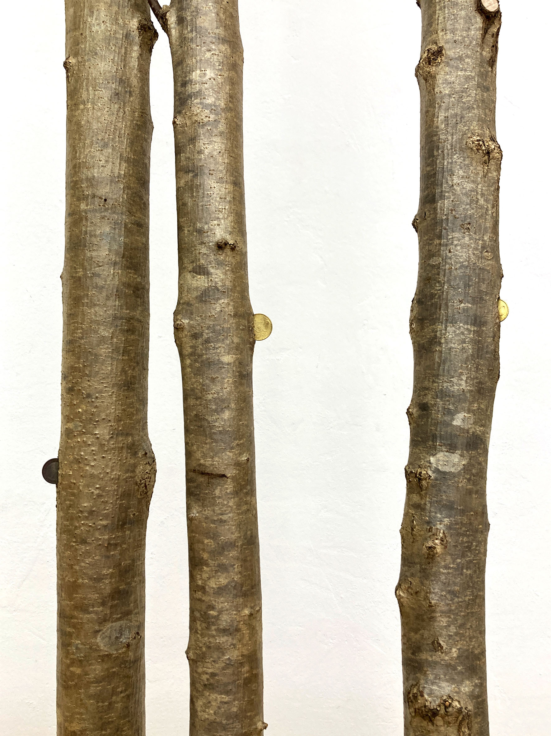 Gisbert Stach, Magic Trees